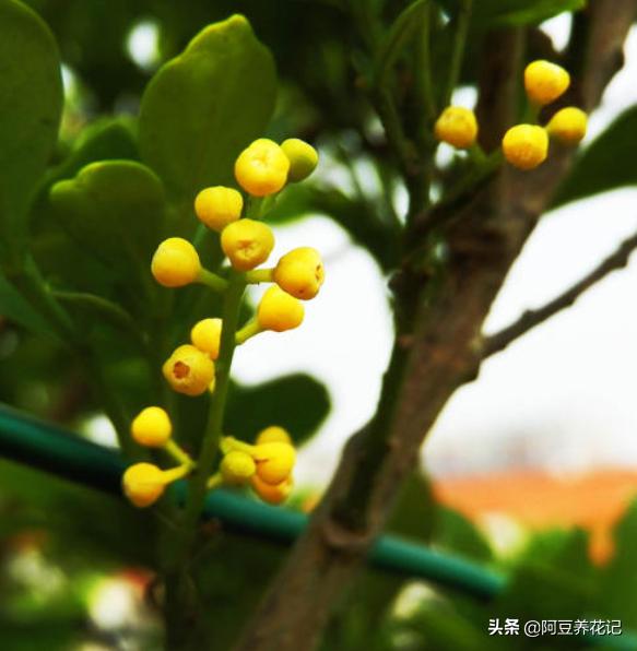 米兰花不变色吗怎么养好,米兰花冬季养护注意事项