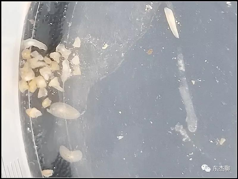 珊瑚鱼缸扁虫怎么处理,珊瑚扁虫怎么繁殖