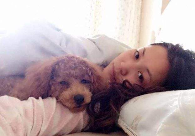 贵宾犬为什么不喜欢和其他狗玩,为什么小贵宾犬都喜欢挤在一起呢