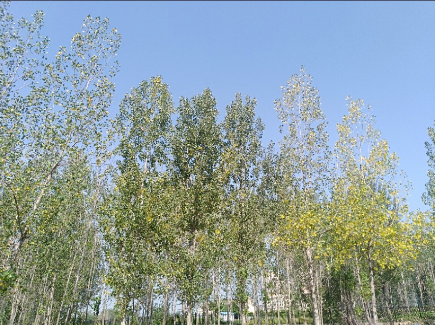 王玉：余沟初秋与老城老人