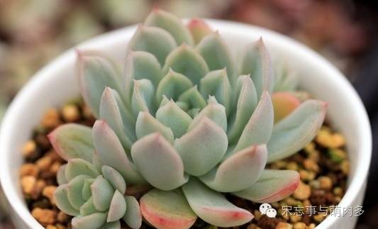 多肉月影系有哪些品种,月影系多肉品种大全