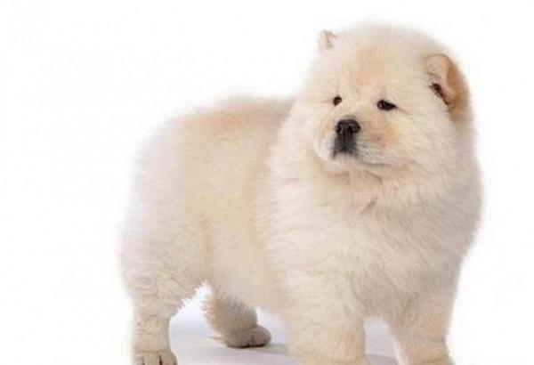 45种常见狗狗认几种主人,45种常见狗狗拉布拉多图片