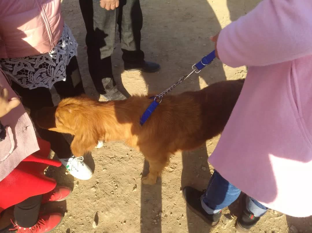 狗市：女子出售小眼金毛报价700元，你喜欢这样的金毛吗？