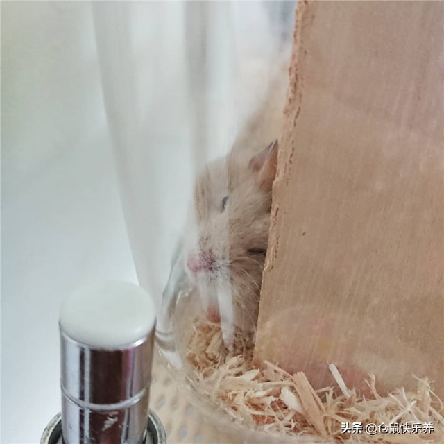 仓鼠到家如何与鼠子培养信任,仓鼠如何躺鼠