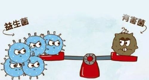 猫用什么益生菌最好,什么益生菌对猫好又见效快