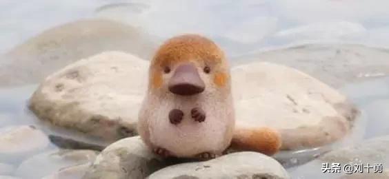 罕见动物60种大开眼界,十种罕见动物