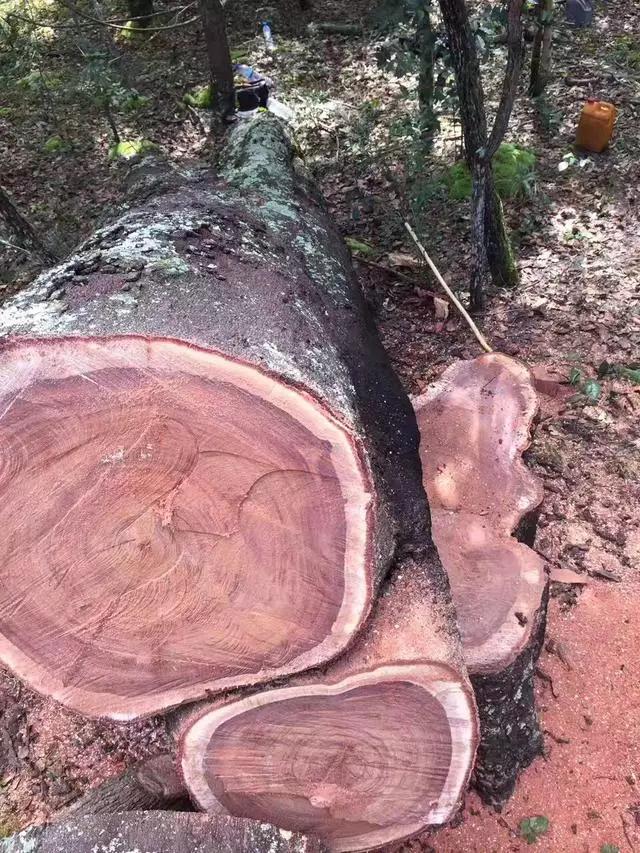 暗访广东天价大板生产基地，原料全是称斤拉木头，富豪还排队来买