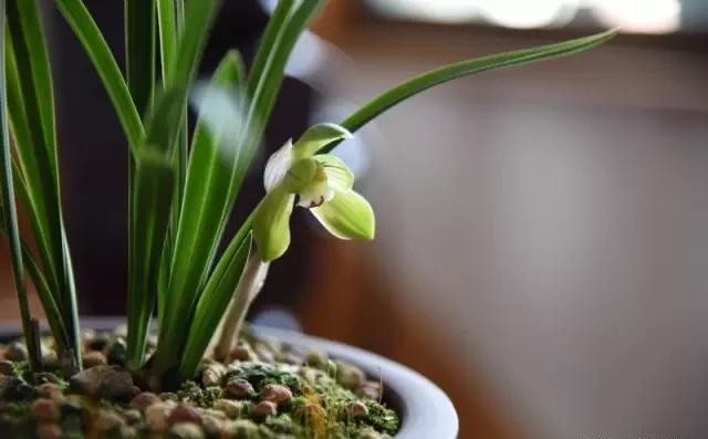 每日一品栏目,每日一品七律