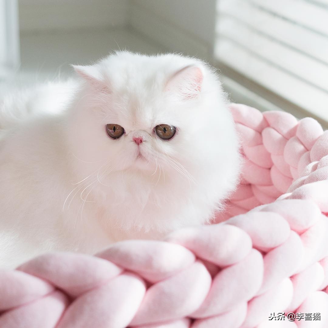 不同品种的猫咪特点,几种不同品种猫咪