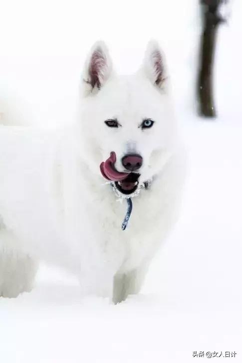 致命的60种动物,这100种动物你都认识吗