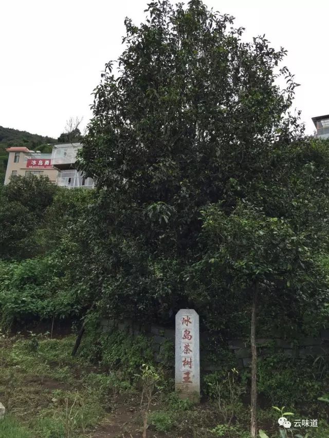 18万冰岛普洱茶,冰岛18年茶价格