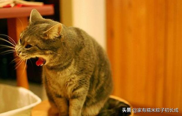猫咪呕吐未消化完的食物怎么办,猫咪吃完化毛膏呕吐是什么原因