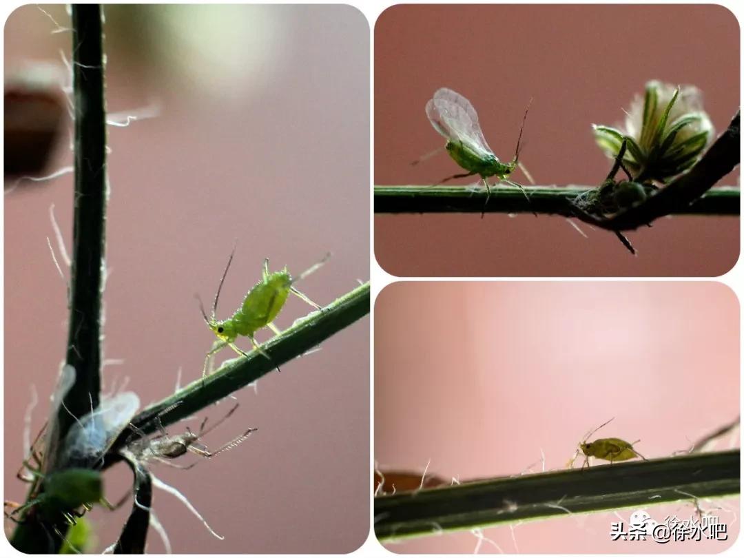 「徐水映像」换个角度看保定徐水,美