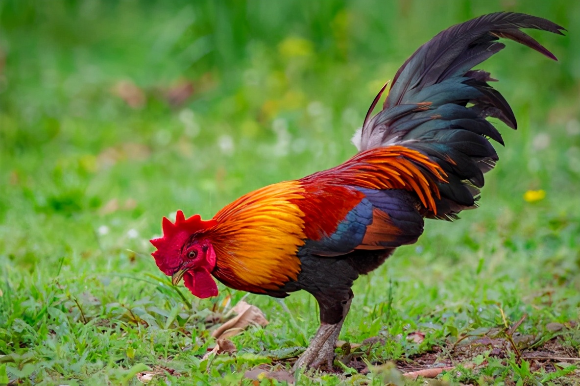 为什么公鸡吃了蜈蚣变很凶,为什么公鸡吃蜈蚣会变得很凶猛