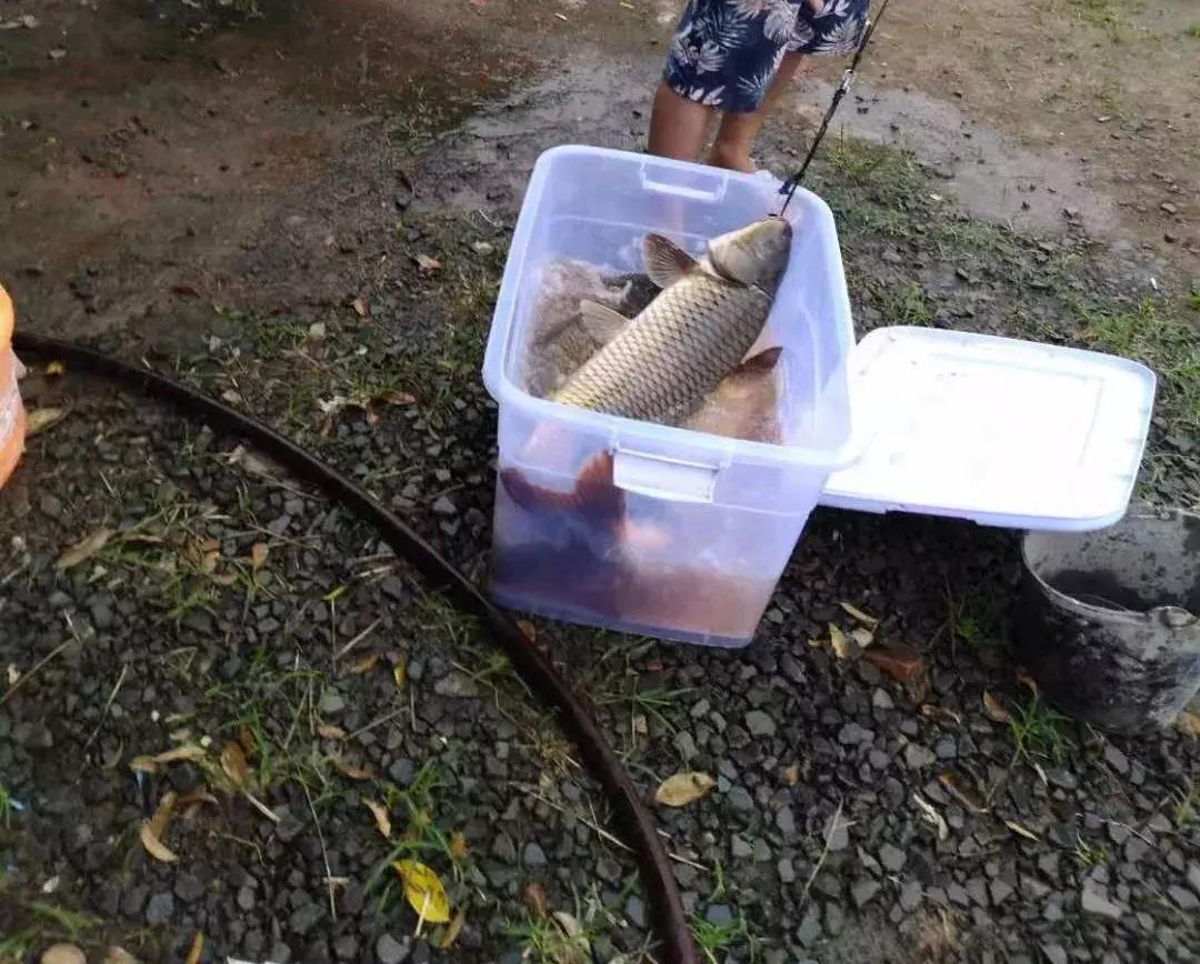 黑龙滩钓得到鱼,黑龙滩百斤大鱼