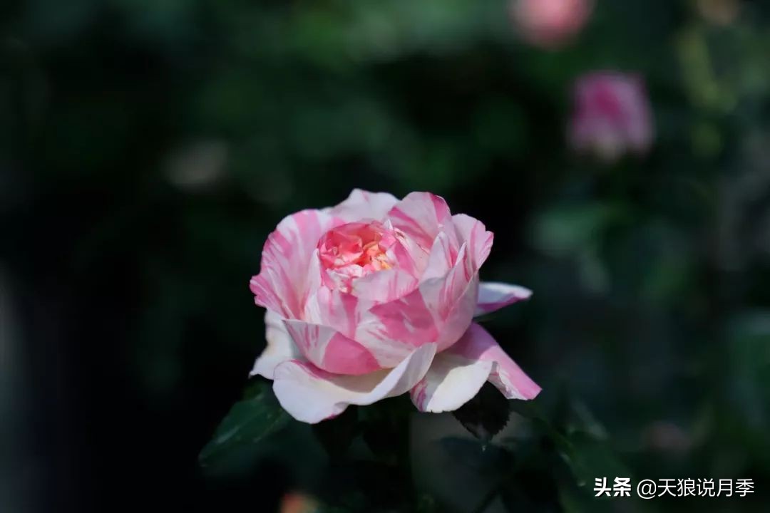 都说“最美人间四月天”，应该就是月季开花的模样吧！