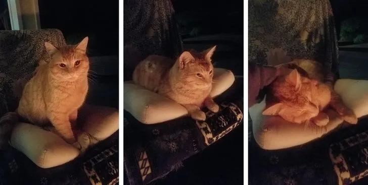 与陌生的猫接触,两只不认识的猫咪相遇会发生什么