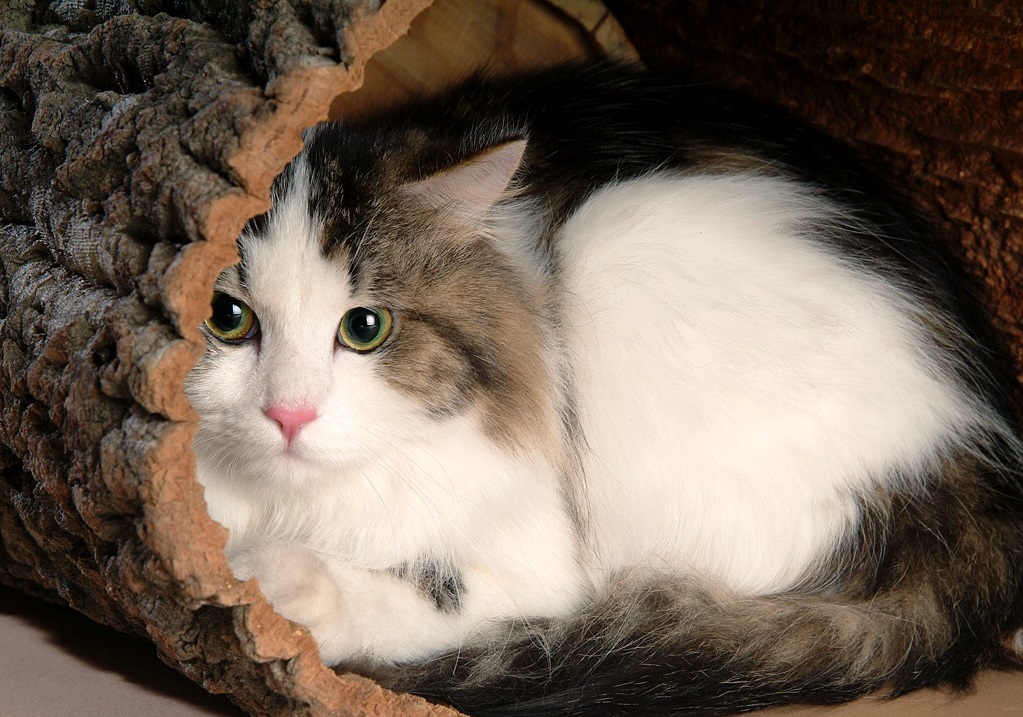 猫咪不喜欢用爪子抓东西,猫咪不用猫抓板该怎么办