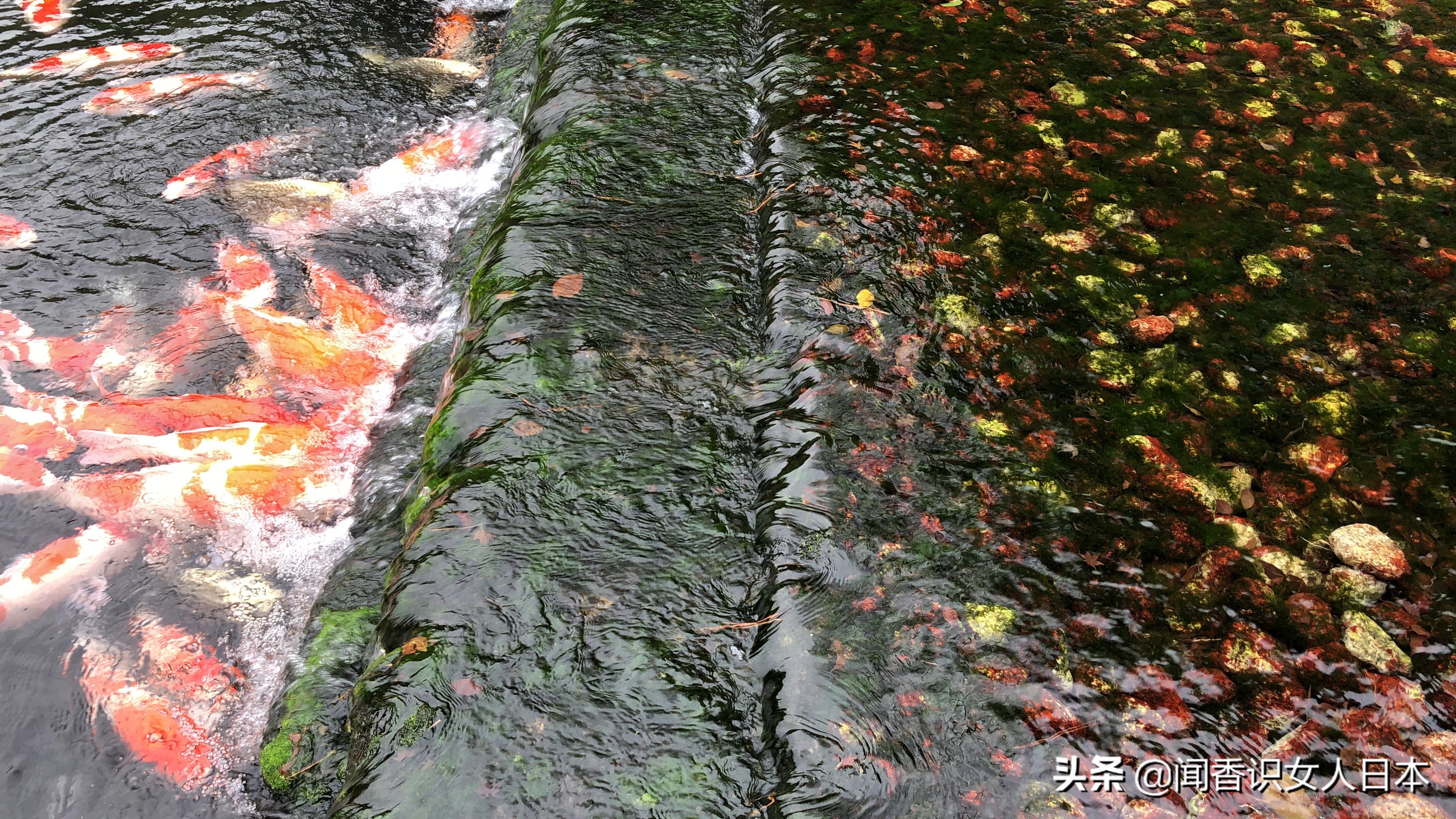 日本的米其林三星餐厅,日本米其林三星参观