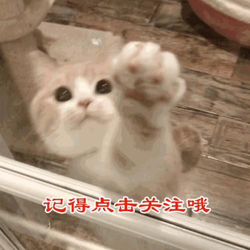 猫咪轻度脱肛是什么样图,猫咪拉屎脱肛怎么塞进去