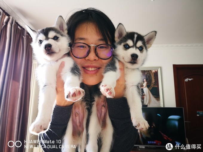 一次创世纪的生活体验—记哈士奇当妈妈