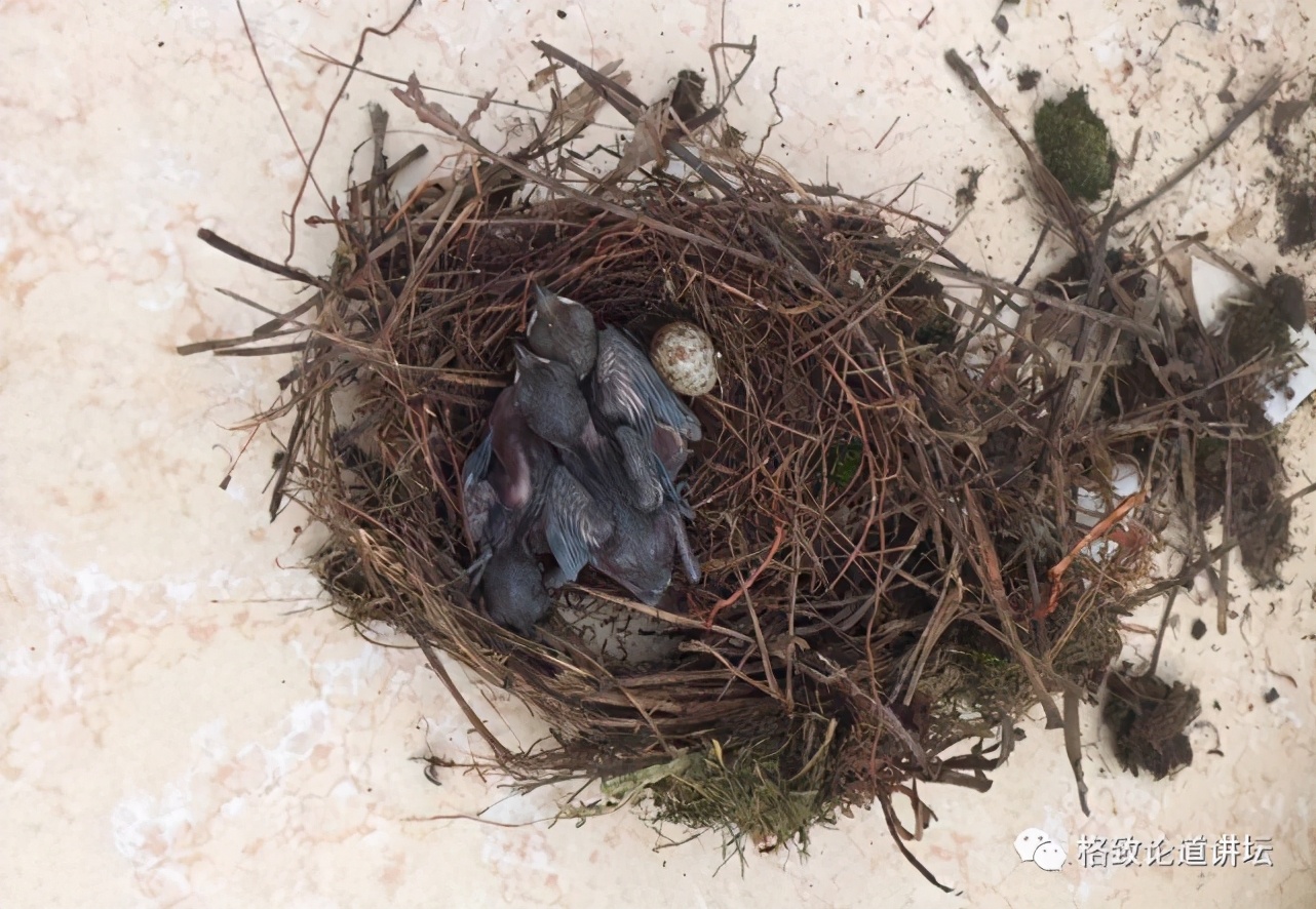 捡到受伤的鸟是好事吗,捡到受伤的鸟联系哪个部门救助