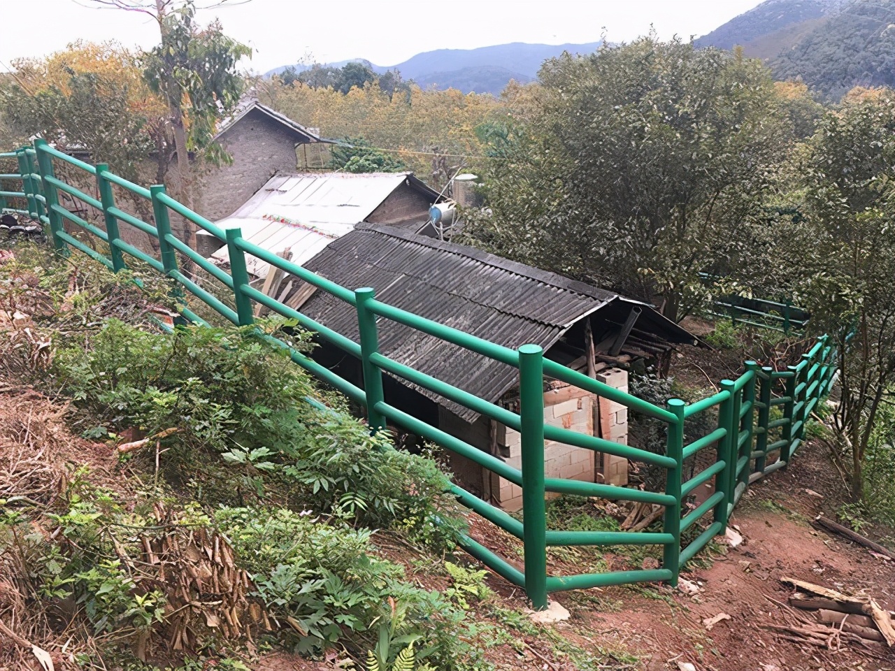 云南野象群将被劝返,云南野象群不走了