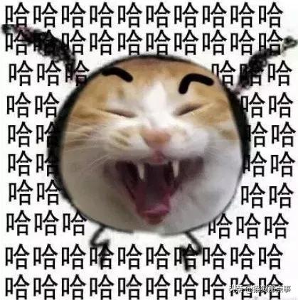 养了5年的猫居然让我丢掉,养了五年的猫很想把它扔了