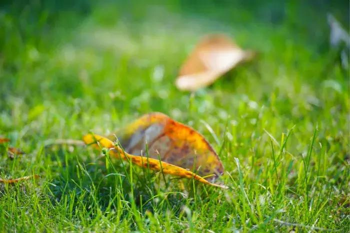 星河滚烫你是理想全文,星河滚烫你是人间理想