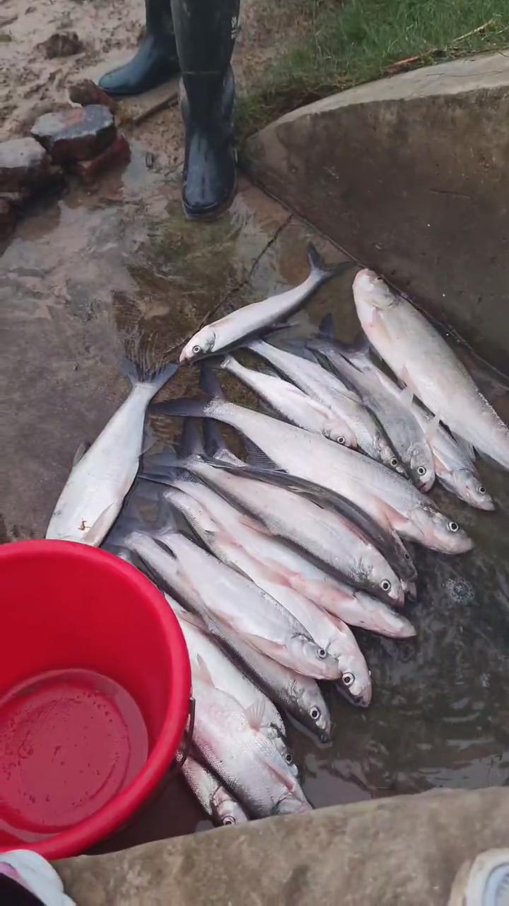 翘嘴泛滥成灾邀请各地钓友,水库开闸放水引来捞鱼大军