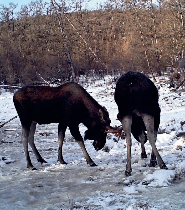 林草科普|驼鹿:典型泰加林居民