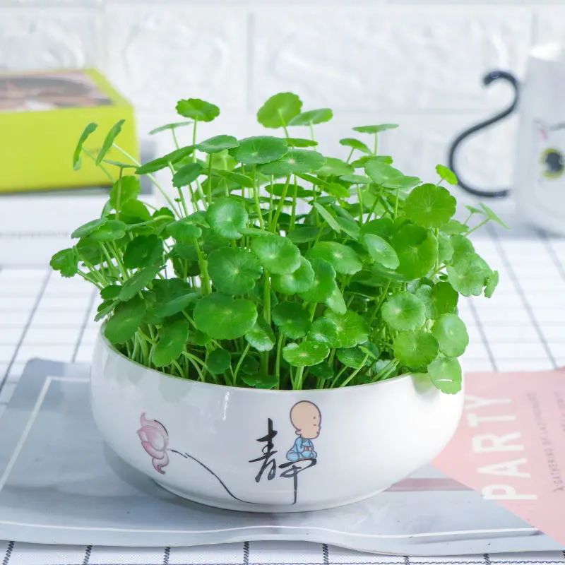 铜钱草水培绿植叶子黄用什么肥,铜钱草叶片如何养得又大又绿