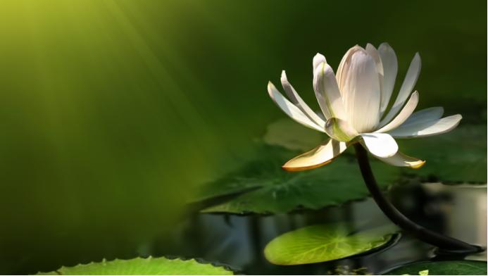 莲与佛的关系,佛教与释迦牟尼的关系