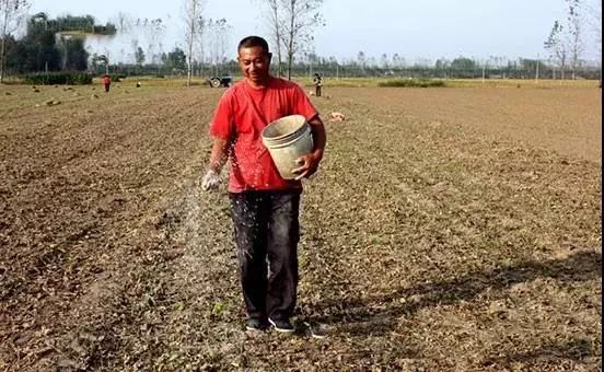 小麦枯萎发黄死苗怎么回事,小麦发黄有死苗什么原因怎样治