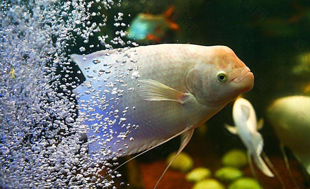 不同宠物花销大盘点原来养它才是真土豪