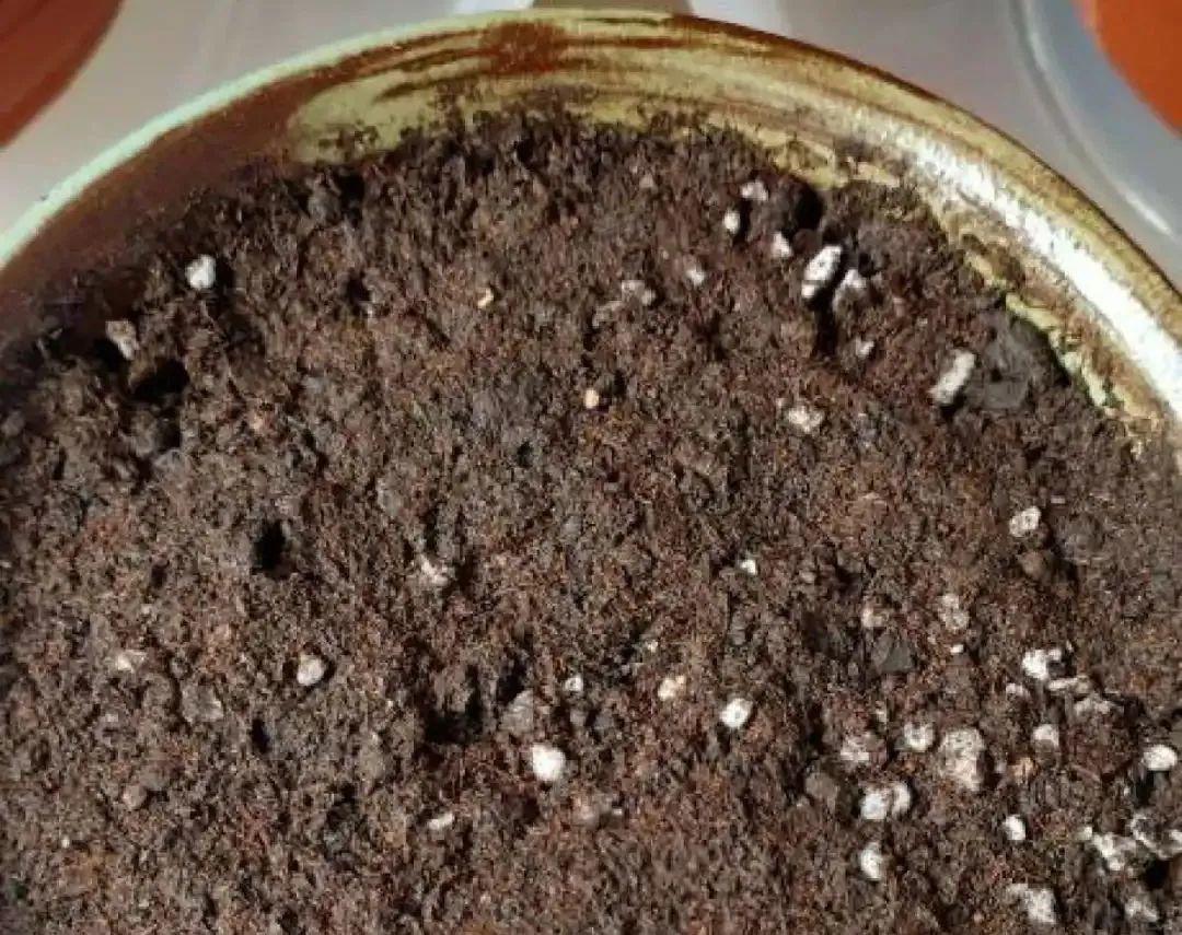 耐养的香水花,种室内香水花