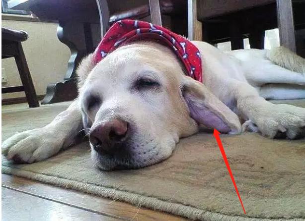 看到小狗耳朵被缝钮扣？别担心，这是“耳血肿”的特殊治疗法