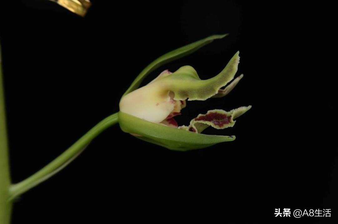 蕙兰兰花品种排名,蕙兰花精品品种