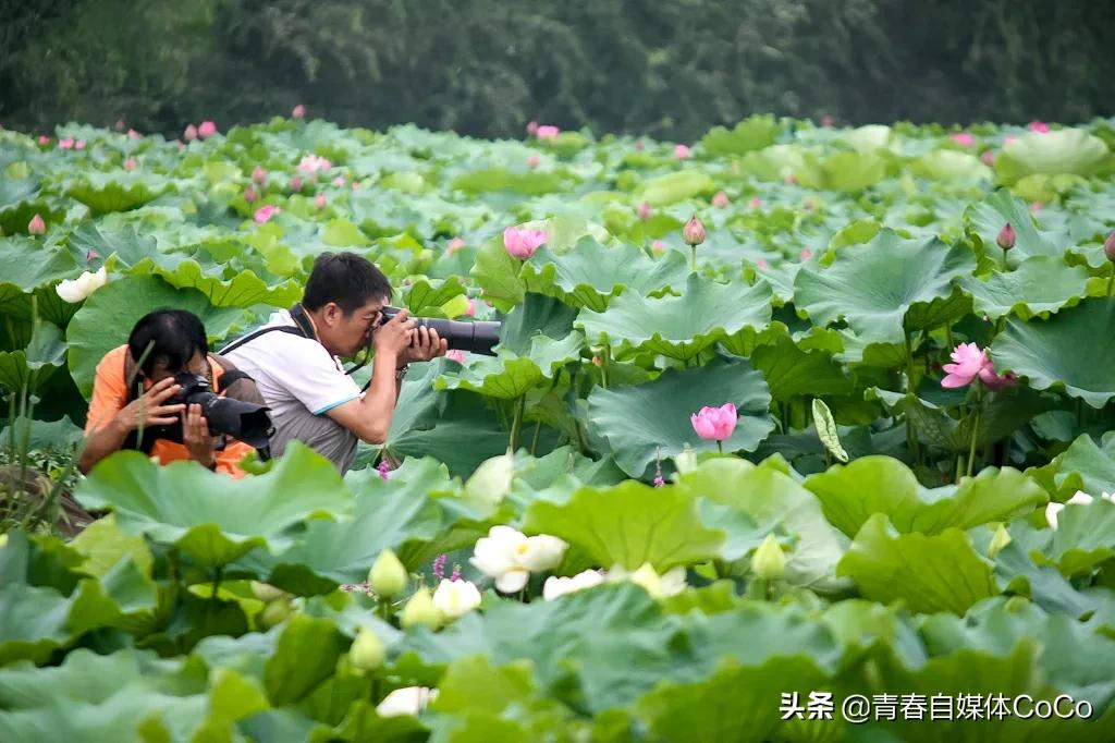 深圳荷花公园好去处,深圳荷花景点推荐
