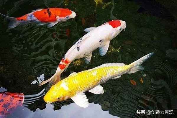 了解一下锦鲤鱼的饲养方法,养小锦鲤鱼的技巧和方法