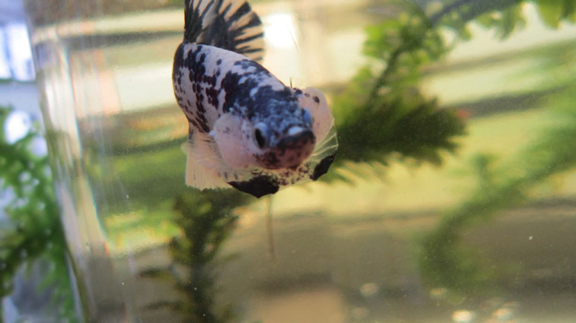 鍥芥枟绻佹畺娉版枟,娉版枟鍏瘝绻佹畺