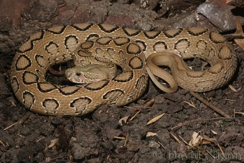 陆栖毒蛇毒性排行,毒蛇毒性分类