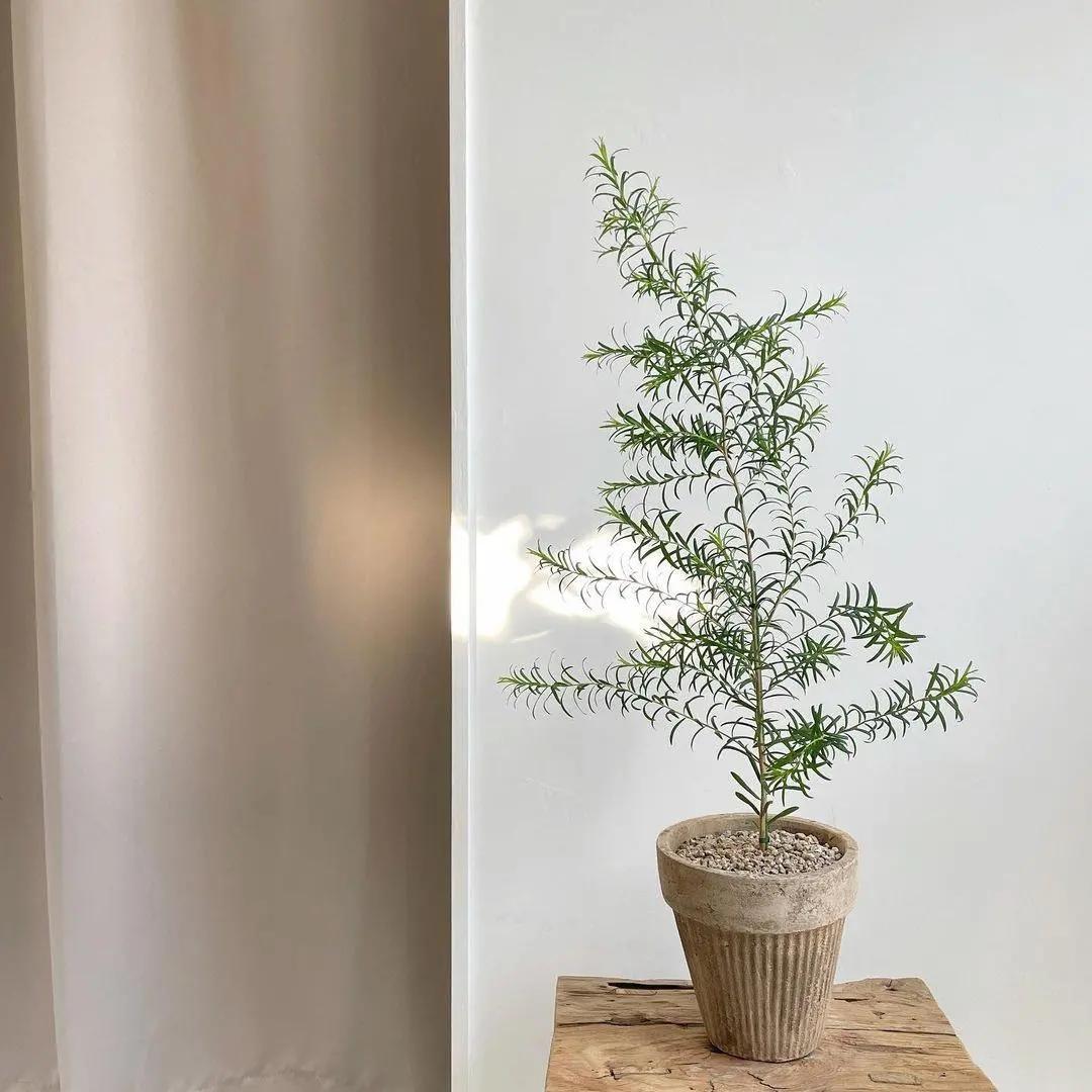 ins十大网红绿植,ins网红绿植大全