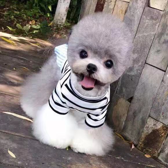 什么样才是真正的茶杯泰迪,如何挑选茶杯体灰泰迪幼犬