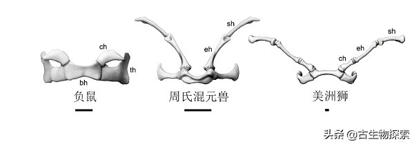2020中国古生物学十大进展新闻,中国十大史前生物进化