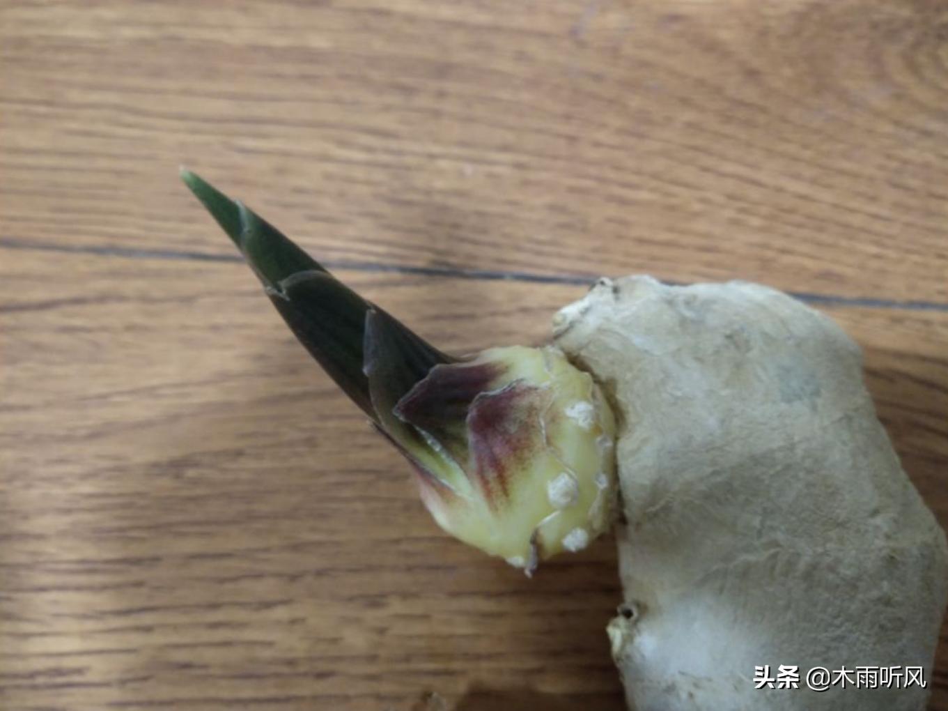 生姜种植方法与管理,怎样种植生姜产量好品质高