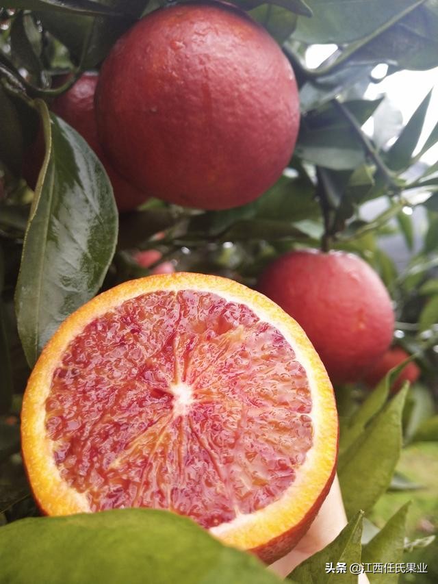 swisse胶原蛋白血橙怎么样,swisse胶原蛋白和血橙的区别