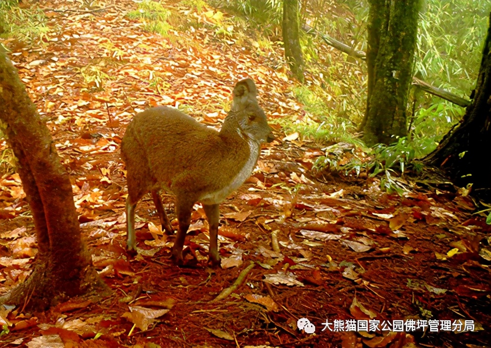 佛坪都有什么野生动物,周至佛坪野生动物