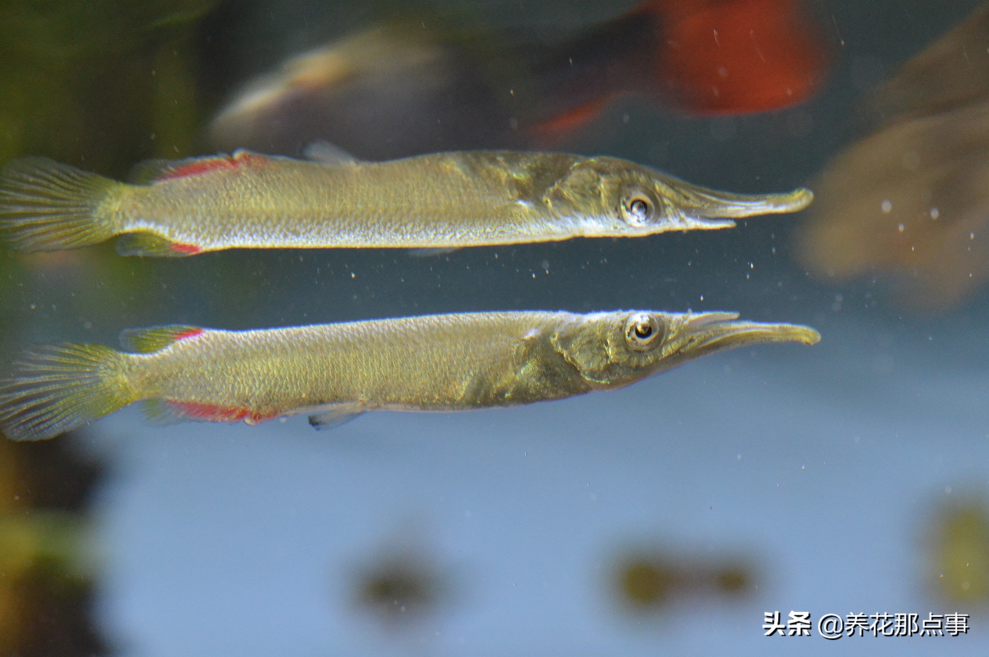 热带鱼好养新手入门推荐大缸,热带鱼最好养活又漂亮