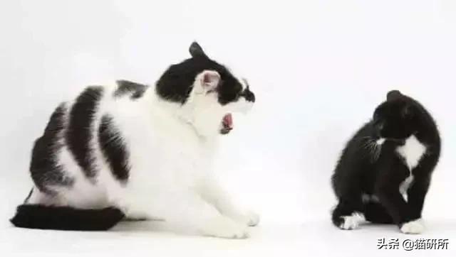 多猫家庭打架,多猫家庭遇到猫咪打架该怎么办